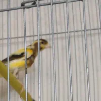1عدد جوجه ابلق یکسر نر،ریزخونی میکنن