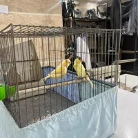 قناری مرغ عشق عروس هلندی