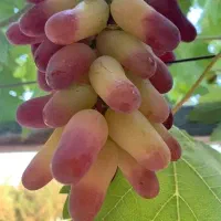 فروش نهال انگور موندراپ و سایر ارقام|خدمات باغبانی و درختکاری|ارومیه, |دیوار