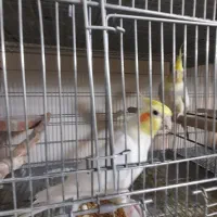 مولد صد درصد تضمینی رام و سخنگو|پرنده|پردیس, فاز ۱۱|دیوار