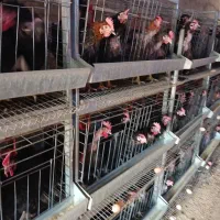 قفس مرغ تخم گذار|لوازم جانبی حیوانات|صالح آباد, |دیوار