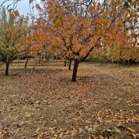 سرایدار باغبان اتباع با کارت آمایش