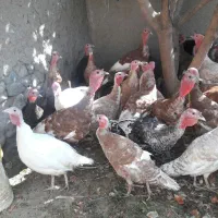 حراج فوری بوقلمون|حیوانات مزرعه|محمدیه-قزوین, |دیوار