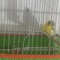 سهره پاییزی