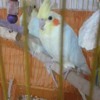 لوتینو مولد ۴ تخم باقفس و وسایل کامل