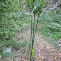 حراج نخل مرداب و کاغذی