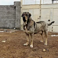 پژدر نر ۳ساله