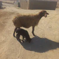 دومیش درجه یک|حیوانات مزرعه|کوهدشت, |دیوار