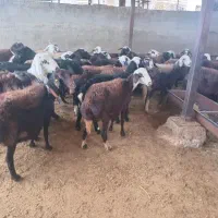 گوسفند شیشک|حیوانات مزرعه|سیلاخور, |دیوار