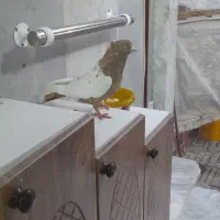 کفتر رنگی|پرنده|گرگان, |دیوار