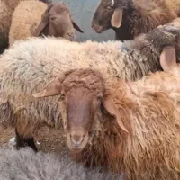 گوسفند بخرید یک دست جگرهدیه بگیرید /خونی