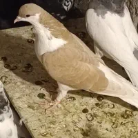 چنتاحیوون رنگه و کل کفتر