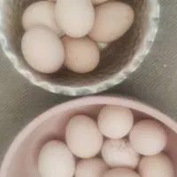 تخم  لاری و گلین