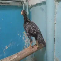 اوشامو کوکو نژاد اصل آلمانی وارداتی واصل هندی|حیوانات مزرعه|خوی, |دیوار