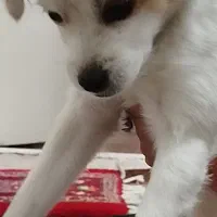 پاکوتا اشپیتز خانگی|سگ|تبریز, |دیوار