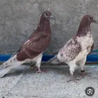 کفتر گرگی باخت رفته