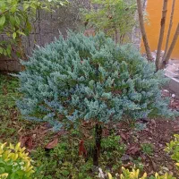 گل های تکی و چندتایی|گل و گیاه طبیعی|کلاچای, |دیوار