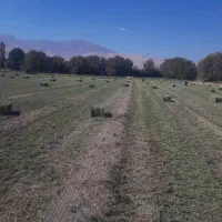 یونجه چین ۵|حیوانات مزرعه|بروجرد, |دیوار