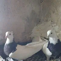 کبوتر جفتی واسه تخم میخام یک جفت|پرنده|بجنورد, |دیوار