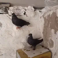 دم سفید|پرنده|زاهدان, |دیوار