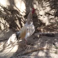 خروس جوان خراجی