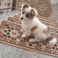 سگ پامرین اشپیتز ماده