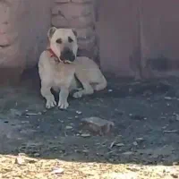 کوچوک یک سال