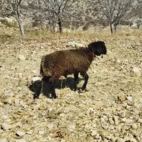 بره قوچ|حیوانات مزرعه|مارگون, |دیوار