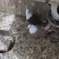 همه فروشی|بدلیجات|سبزوار, قصبه غربی|دیوار