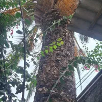 فروش درخت فینیکس(ققنوس)