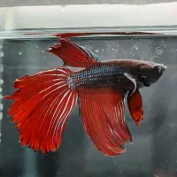 حراج ماهی فایتر ارزان|ماهی|اصفهان, ملک‌شهر|دیوار