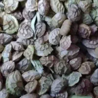 خشه ب قیمت ۳۰۰