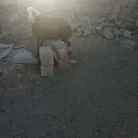 بره قوچ افشاری سالم وسرحال