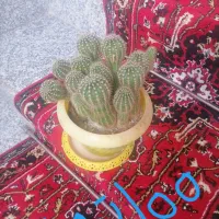 چند عدد گل طبیعی. نخ نساجی اعلا گیلویی 250|حراج|تبریز, |دیوار