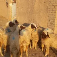 کاور بره سنجابی