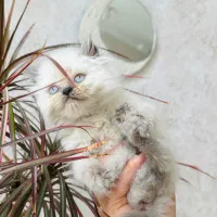گربه اسکاتیش لانگ هیر خاص