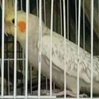 عروس هلندی|پرنده|فردیس, فرامرزیه|دیوار