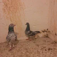 جفتگاه کرمونی