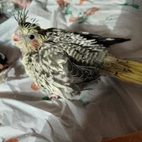 جوجه عروس|پرنده|رشت, شهرک قدس|دیوار