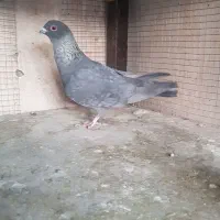 کبوتر|پرنده|فولادشهر, مسکن مهر فولادشهر|دیوار