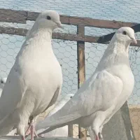 تعدادی کبوتر اصیل و خون پاک از نژاد خال پیس