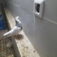 نر مفلق طوقی الماسی مهر