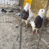 کبوتر طوقی|پرنده|سیریک, |دیوار