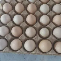 تخم مرغ محلی