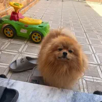 پامر انیان نر دو سر خرسی|سگ|بندرعباس, |دیوار