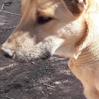 سگ سرابی|سگ|بروجرد, |دیوار