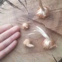 پیاز زعفران