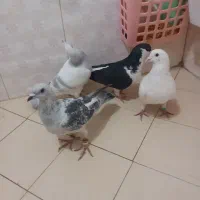 کفتر|پرنده|نیشابور, شهید بهشتی|دیوار