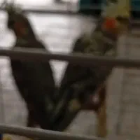 دو عروس هلندی|پرنده|فومن, |دیوار