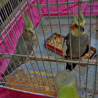 جفت عروس هلندی|پرنده|زهک, |دیوار